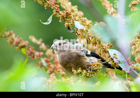 Eurasian capretti bullfinch(pyrrhula pyrrhula) mangiare semi di dock,l'Irlanda Foto Stock