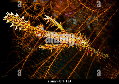 Arlecchino o ornate ghostpipefish, Lembeh Straits, Sulawesi, Indonesia. Foto Stock