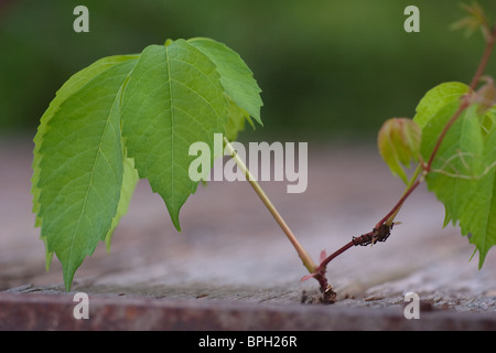 Coltivazione alberello close up Foto Stock