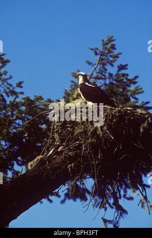 Osprey nel nido sopra il fiume russo, Sonoma County, California. Foto Stock