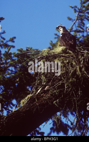 Osprey nel nido sopra il fiume russo, Sonoma County, California. Foto Stock