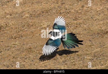 Gazza Pica pica Norfolk Settembre Foto Stock