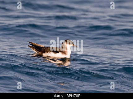 Manx Shearwater Puffinus puffinus in St sposa Bay off isola Skomer Pembrokeshire Wales Luglio Foto Stock