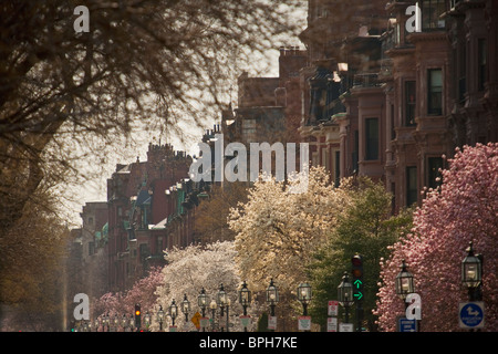 Gli alberi di fronte agli edifici, Commonwealth Avenue, Boston, contea di Suffolk, Massachusetts, STATI UNITI D'AMERICA Foto Stock