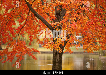 Albero con un lago in background, Boston, contea di Suffolk, Massachusetts, STATI UNITI D'AMERICA Foto Stock