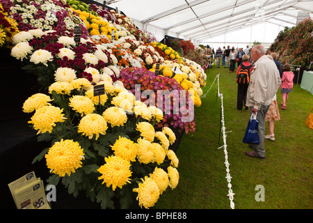 Regno Unito, Inghilterra, Merseyside Southport Flower Show, Grand Marquee floreali, crisantemo display Foto Stock