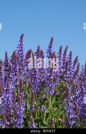 "Blauhügel, Blue Hill' Woodland salvia, Stäppsalvia (Salvia nemorosa ,) Foto Stock