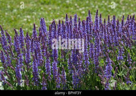 "Blauhügel, Blue Hill' Woodland salvia, Stäppsalvia (Salvia nemorosa ,) Foto Stock