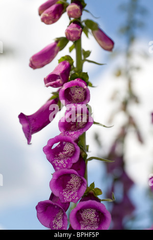 Foxglove comune (Digitalis purpurea) Foto Stock