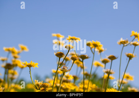 Grande Leopard's Bane (Doronicum pardalianches) Foto Stock