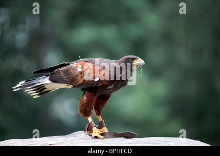 Harris' Hawk (Parabuteo unicinctus) in piena lunghezza Foto Stock