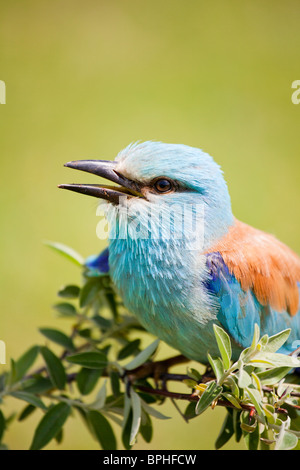 Rullo europeo seduto su un ramo in estate. Foto Stock