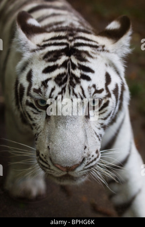 White Tiger cub beauval zoo Foto Stock