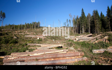 Tronchi di pino e abete rosso nella zona di taglio chiara raccolta, Finlandia Foto Stock