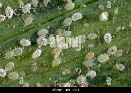 Glasshouse whitefly (Trialeurodes vaporariorum) le larve e le pupe su una foglia di Alstroemeria Foto Stock