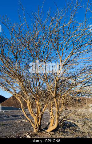 Pianta sola Foto Stock