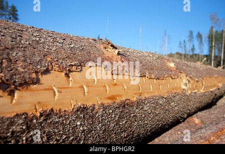 Primo piano di un taglio fresco abete rosso ( Picea ) superficie di registro dove Trincia forestale testa di taglio i contrassegni sono ancora illustrato , in Finlandia Foto Stock