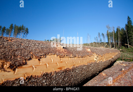 Primo piano di un taglio fresco abete rosso ( Picea abies ) accedere superficie foraggera dove la testa di taglio i contrassegni sono ancora illustrato , in Finlandia Foto Stock