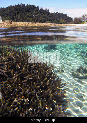 Acropora sani di colonie di corallo in laguna a Russell Island, Frankland Islands National Park, Great Barrier Reef Marine Park Foto Stock