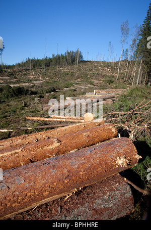 Tronchi di pino ( pinus sylvestris ) nella zona di taglio trasparente finlandese della foresta di taiga , Finlandia Foto Stock
