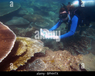 Scuba Diver utilizzando guida subacquea per controllare la malattia di corallo, Great Barrier Reef Marine Park Foto Stock