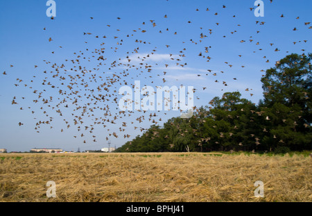 Il grande volo di passeri in volo su un campo di cereali. Foto Stock