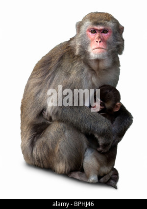 Macaque giapponese con un cub è isolato su uno sfondo bianco. Foto Stock