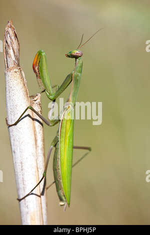 Mantis seduto ancora su una cannuccia in attesa per la sua preda. Foto Stock
