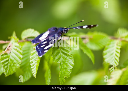 Bianco del sud Admiral seduto su un ramo in primavera. Foto Stock