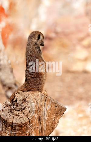 Ritratto di un Meerkat seduto su un tronco di albero allo zoo Foto Stock