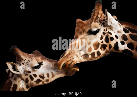 Ritratto di due giraffe toccando capi isolati su sfondo nero. Foto Stock