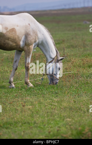 White Horse legato fino al pascolo su un pascolo. Foto Stock