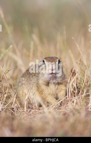 Ritratto di un terreno europeo scoiattolo Foto Stock