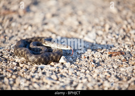 Biscia tassellata in una posizione difensiva. Foto Stock