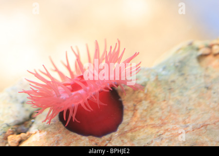 Close up di un anemone Beadlet. Foto Stock