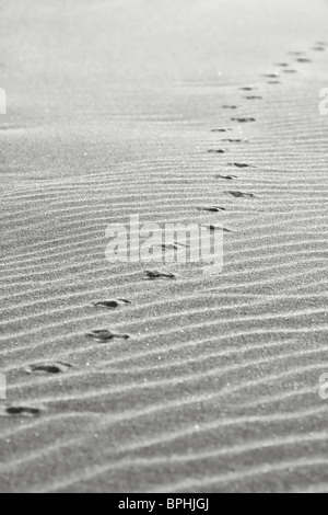 Orme di uccelli nella sabbia. Foto Stock