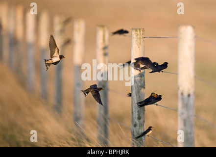 Rondini Hirundo rustica migranti raccolta sul recinto Cley Norfolk Agosto Foto Stock