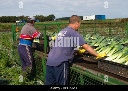 Farm Laborer taglio a mano porri nel mese di settembre, e impacchettarli in casse gialle al Market Garden, Burscough, Ormskirk, Regno Unito Foto Stock