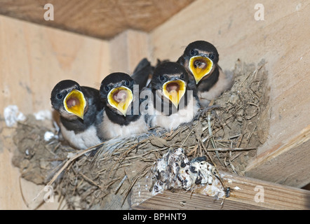 Barn Swallow Hirundo rustica giovani nel nido Cley Norfolk Settembre Foto Stock