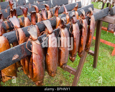 Arbroath Smokies immediatamente dopo il fumo, Scozia Foto Stock