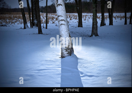 White Betulla con luce di notte In inverno, Michigan, Stati Uniti d'America Foto Stock