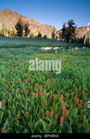 Campo di Indian Paintbrush (Castilleja sp.) Fiori vicino a Carson Pass, Mokelumne deserto, California Foto Stock