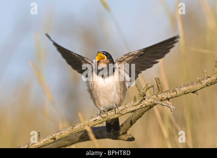 Swallow Hirundo rustica fledged giovani Elemosinare il cibo Cley Norfolk Settembre Foto Stock