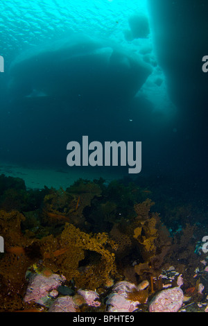 Molla di bordo floe diving in Lancaster Suono, stagno, ingresso, Isola Baffin, Nunavut, Canada Foto Stock