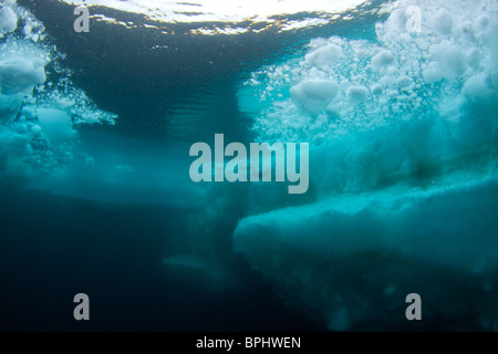 Molla di bordo floe diving in Lancaster Suono, stagno, ingresso, Isola Baffin, Nunavut, Canada Foto Stock