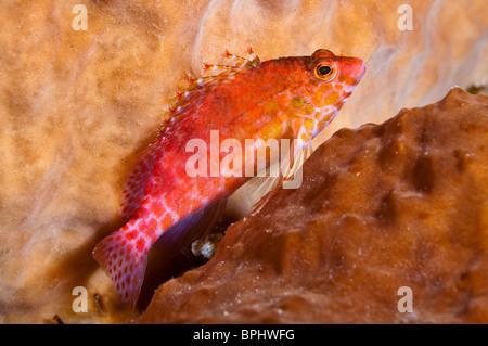 Pixie hawkfish, Bunaken Marine Park, Sulawesi, Indonesia. Foto Stock