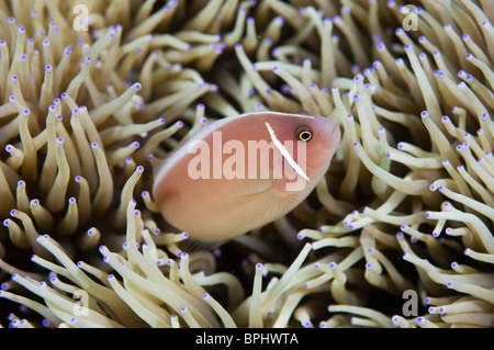 Pink anemonefish, Bunaken Marine Park, Sulawesi, Indonesia. Foto Stock