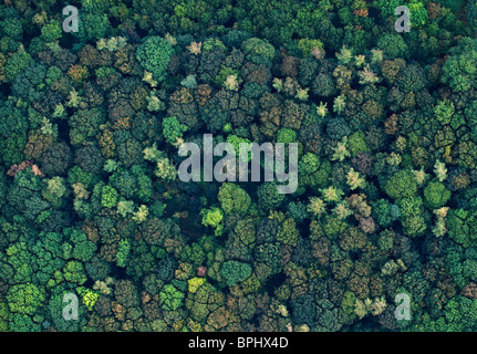 Vista aerea di un misto di legno di latifoglie in autunno NORFOLK REGNO UNITO Foto Stock