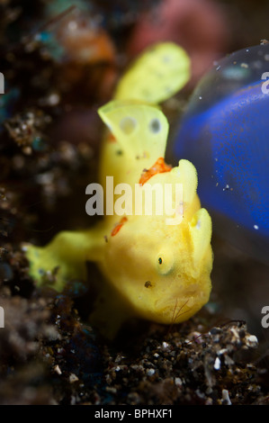 I capretti presenta verrucosa o rana pescatrice clown, Manado, Sulawesi, Indonesia. Foto Stock