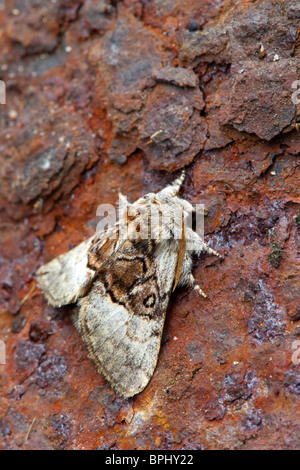 Il dado albero Tussock Moth; Colocasia coryli Foto Stock